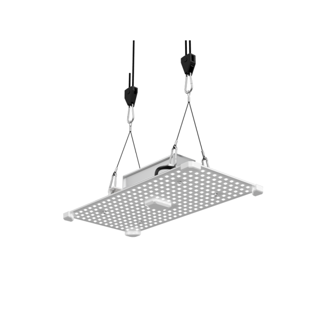 https://img.growin.de/media/catalog/product/cache/1/image/650x650/9df78eab33525d08d6e5fb8d27136e95/1/1/111701_bild_teaser.png