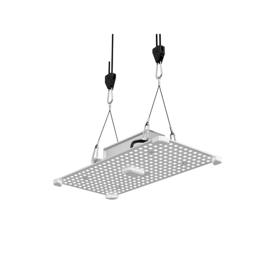 https://img.growin.de/media/catalog/product/cache/1/image/650x650/9df78eab33525d08d6e5fb8d27136e95/1/1/111701_bild_teaser.png