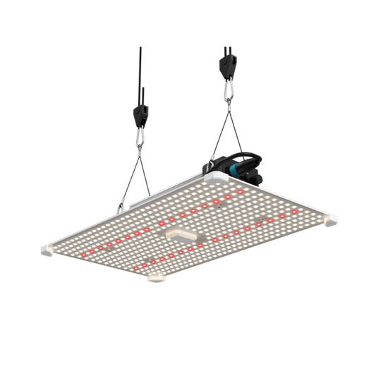 https://img.growin.de/media/catalog/product/cache/1/image/650x650/9df78eab33525d08d6e5fb8d27136e95/1/1/111702_bild_teaser.png