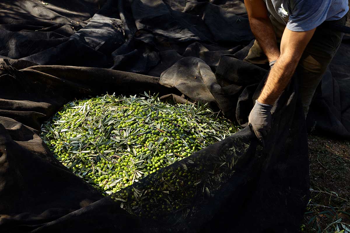 Faresse Olivenöl extra nativ Apulien