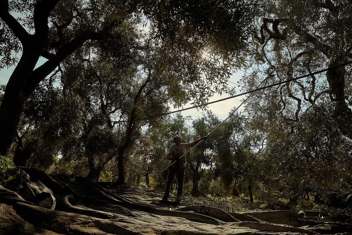 Faresse Olivenöl extra nativ Apulien