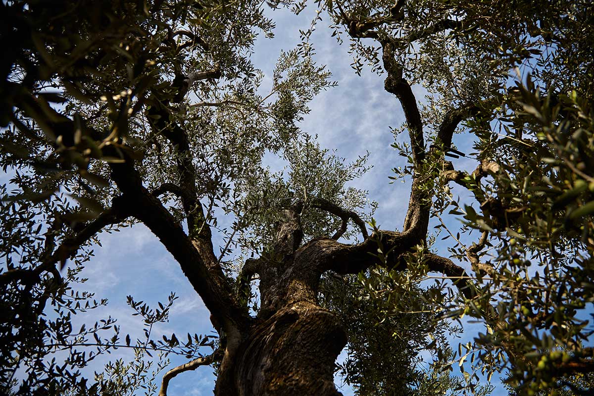 Zurlo Olivenöl extra nativ Apulien
